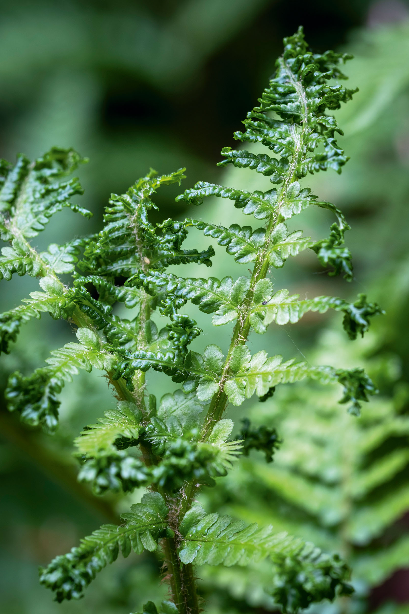 The fernery at Canonteign Falls, Devon, as seen in Country Life in April 2026