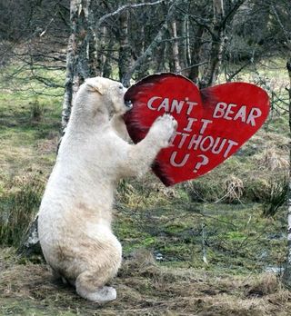 polar bear, walker the polar bear, animal valentine's day, zoo valentine's day, wild valentines, valentine's day at the zoo, sweet animals on valentines day, gross valentines, animal valentines, zoo valentines, animals
