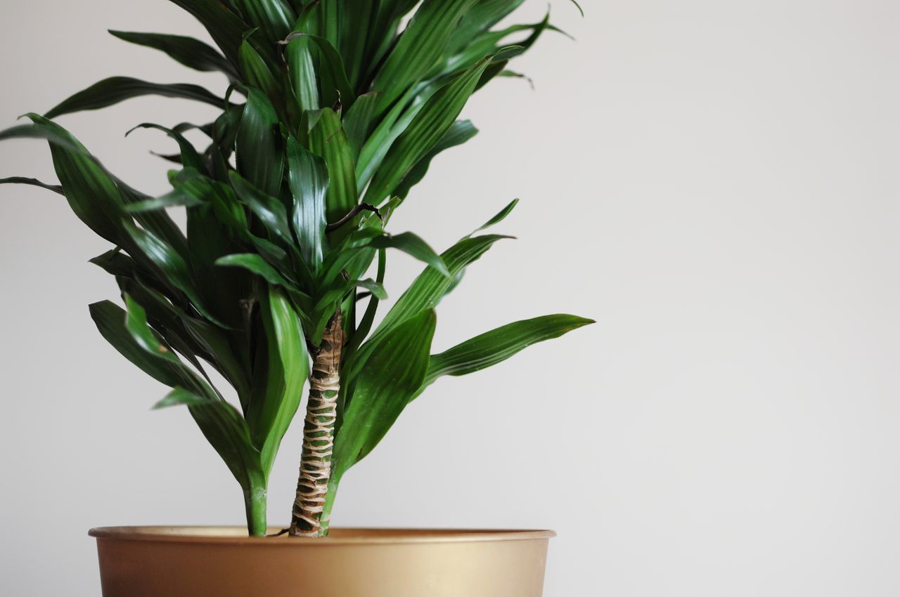 A close-up of a potted dracaena fragrans corn plant