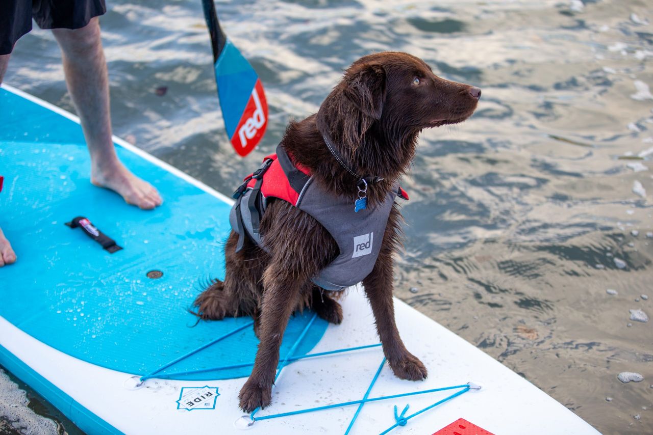 red dog life jacket original