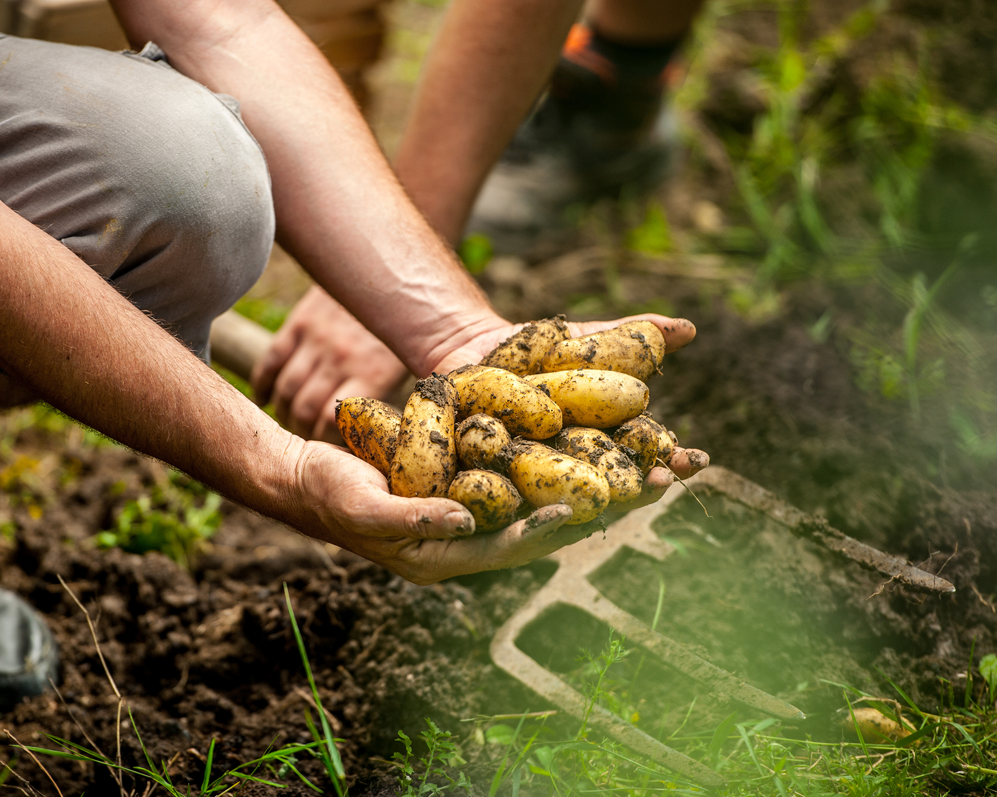 Gardener harvests homegrown potatoes