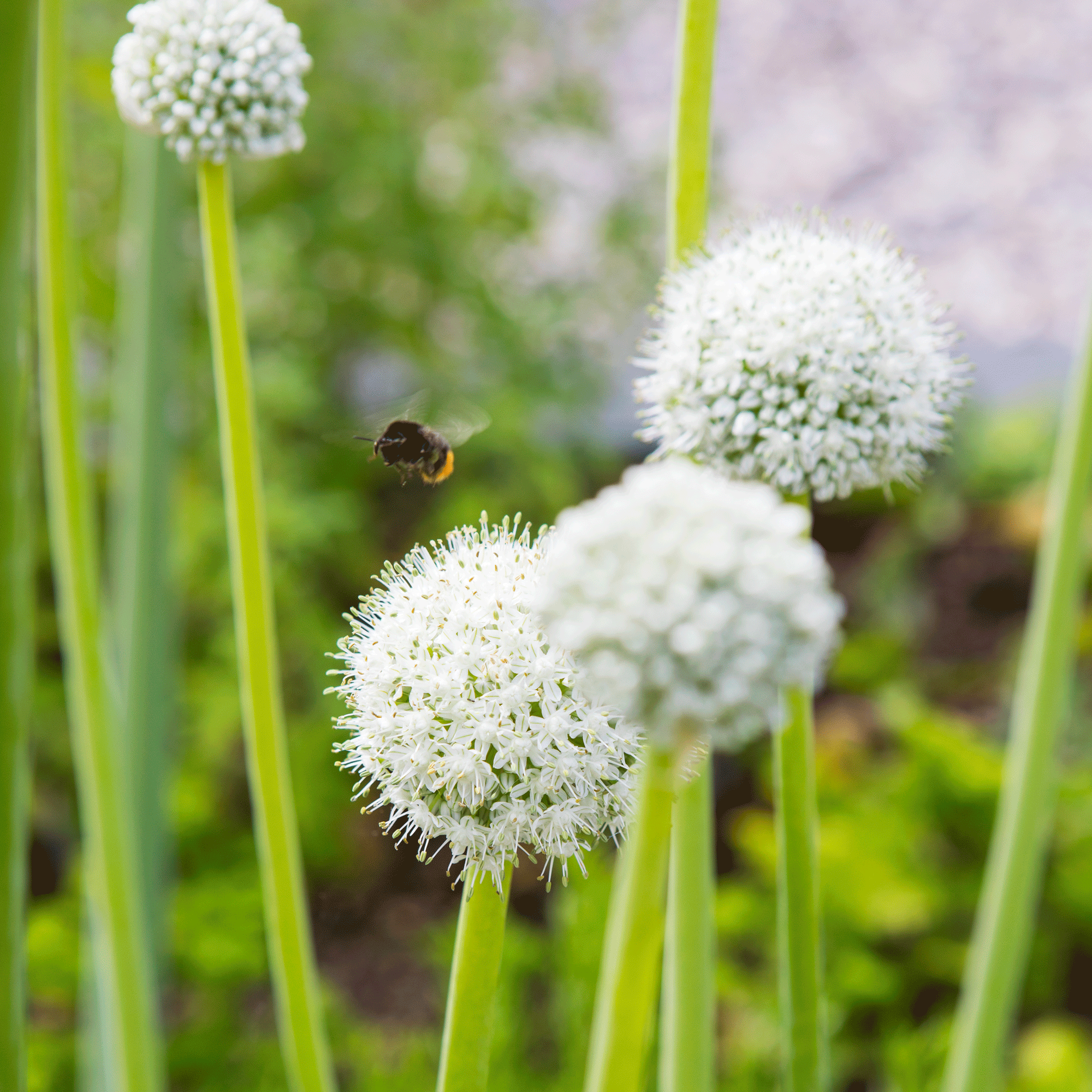 a bumblebee buzzing around an allium flower head