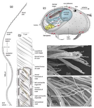 giant sperm in ostracods