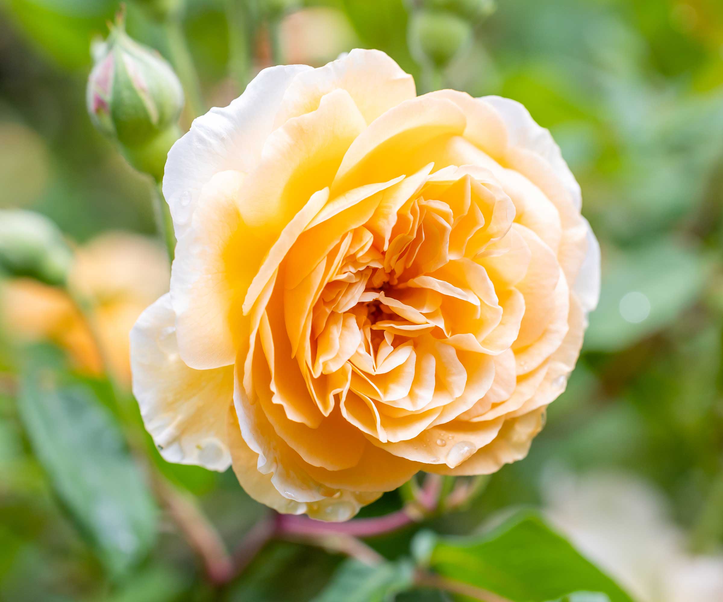 yellow rose in bloom