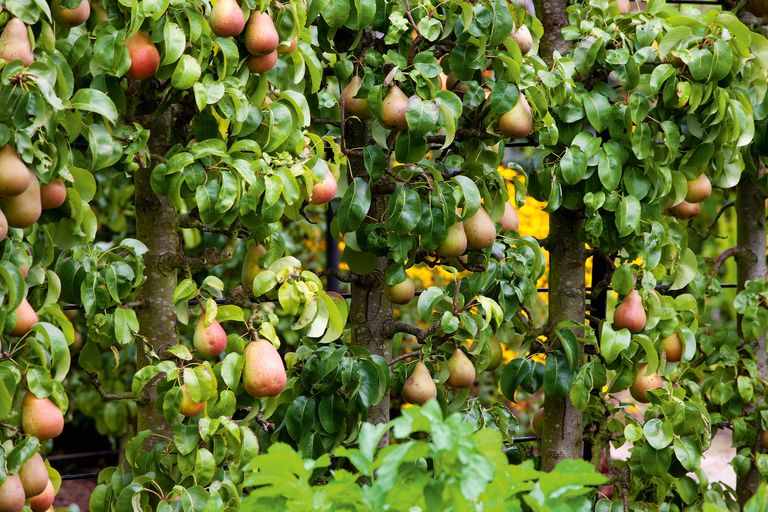 Best fastgrowing fruit trees 10 vigorous fruit trees to grow Homes