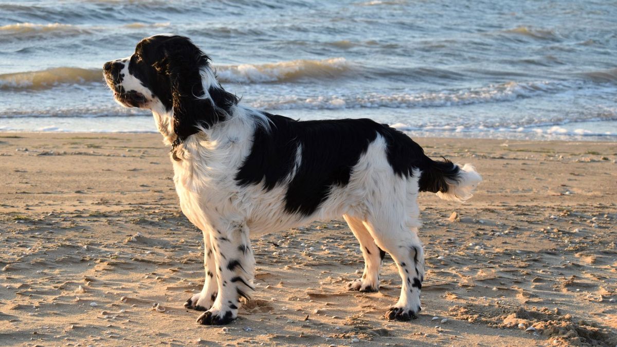 I had a breakthrough moment while using clicker training with my spaniel