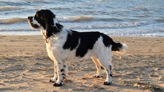 clicker training spaniel