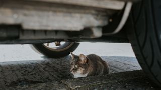 Cat hiding under car