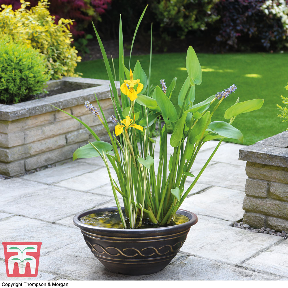 Patio Pond Plant Basket