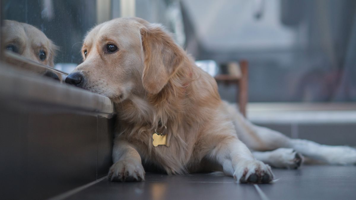 Dog looking longingly out the window