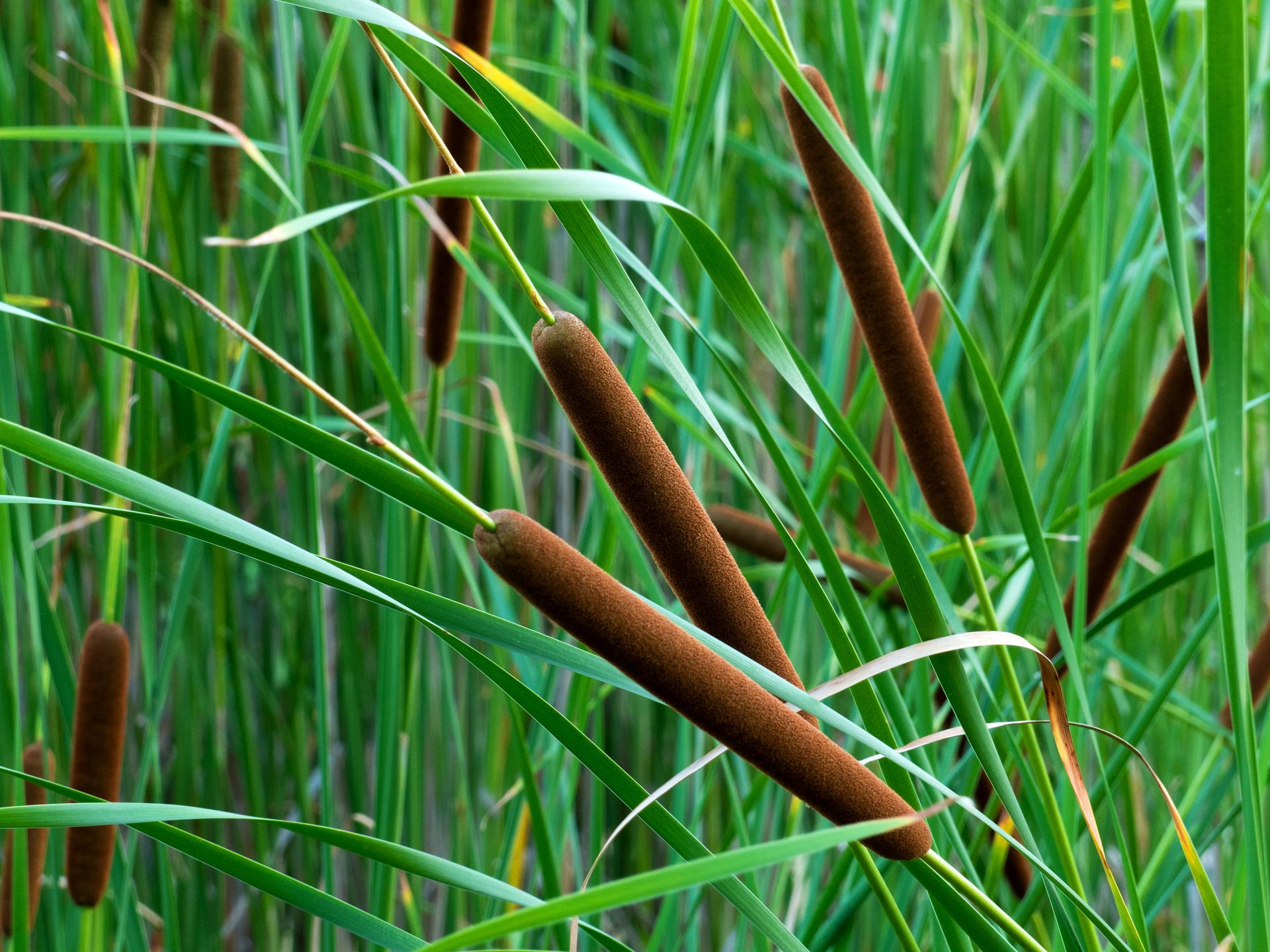 Reed Beds: How do They Work for Waste Water Management? | Homebuilding