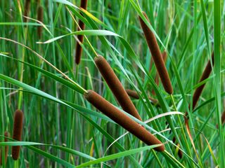reed beds can act as a natural drainage system