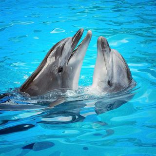 A pair of dolphins dancing in the water.