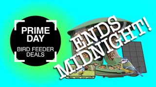 Prime Day bird feeder camera deals