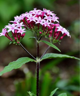 Pentas flower