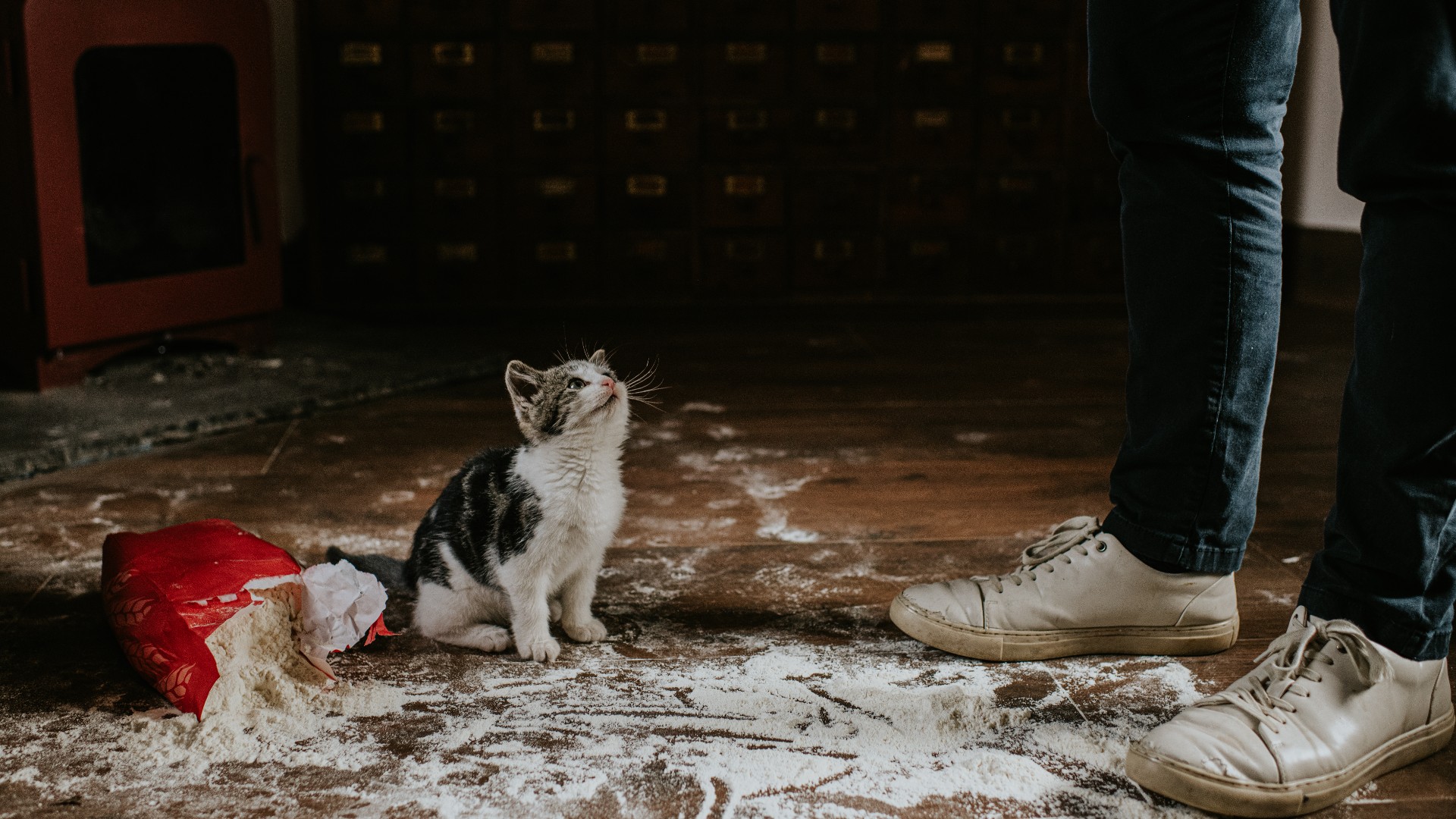 kitten makes a mess