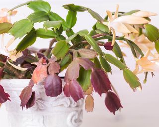 Thanksgiving cactus – or Schlumbergera truncata – with purple leaves