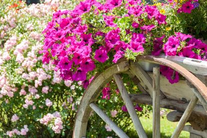Pink Flowers In A Wooden Wagon