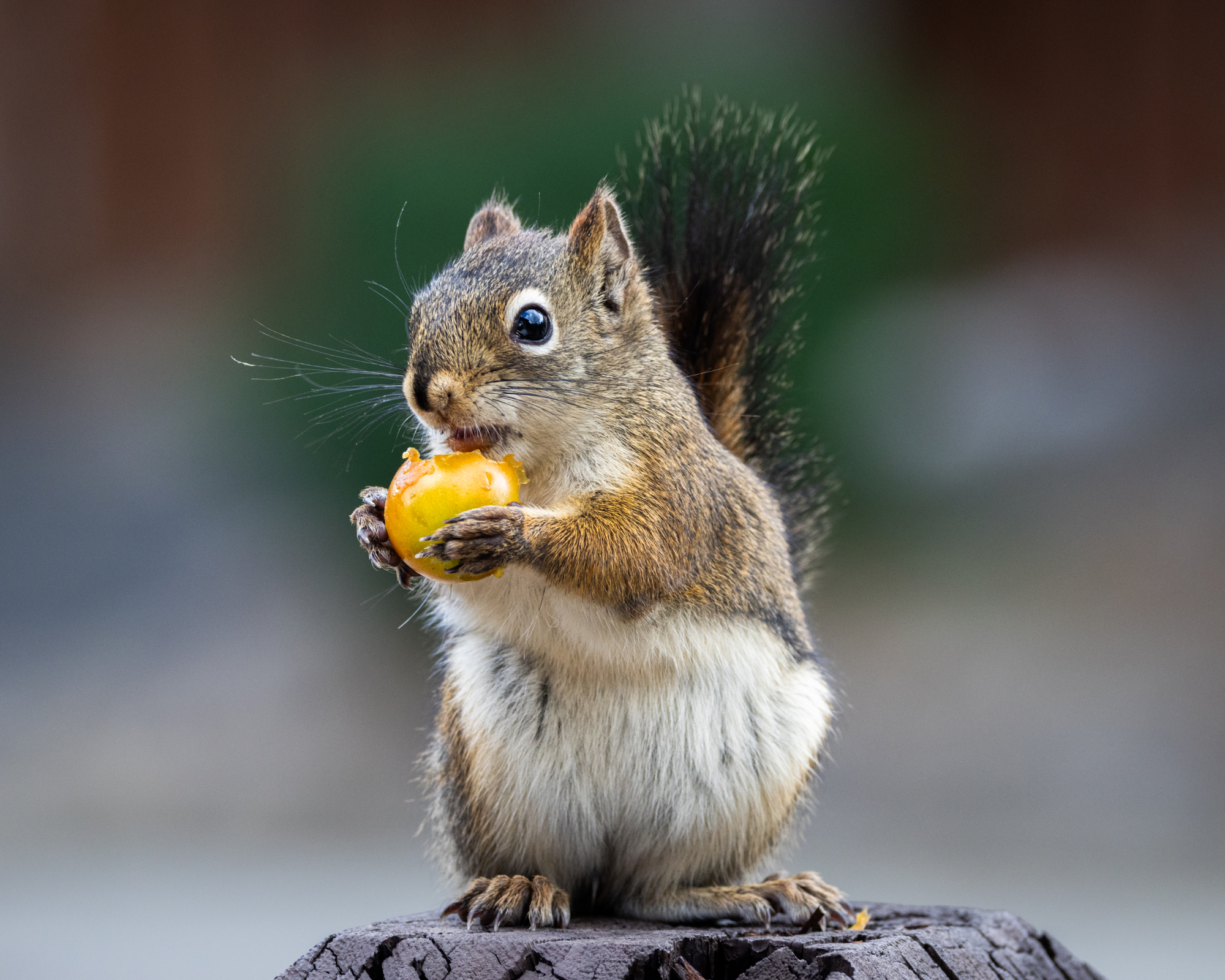 Squirrel in vegetable garden eating tomato