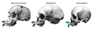 Growth directions of the upper jaw in the Sima de los Huesos hominins and Neanderthals compared with humans.