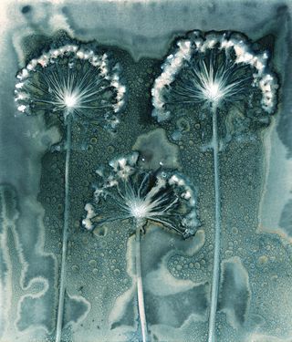 Fireworks, depicts the details of three Allium heads with the wet cyanotype process. Image: Jill Welham