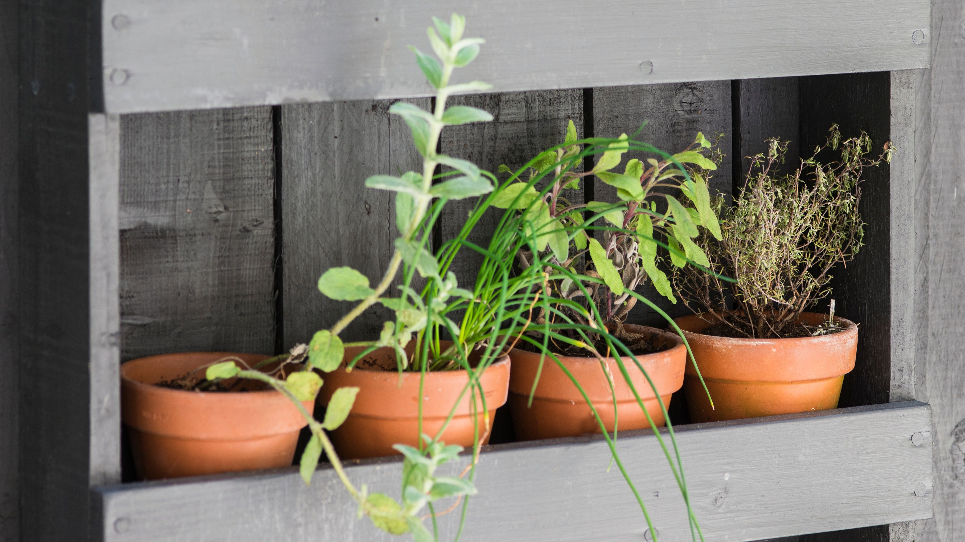 Herbs growing in small terracotta plant pots on black painted wooden shelving