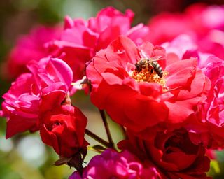 bee on pink rose