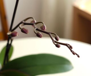 Brown orchis buds on a plant spike