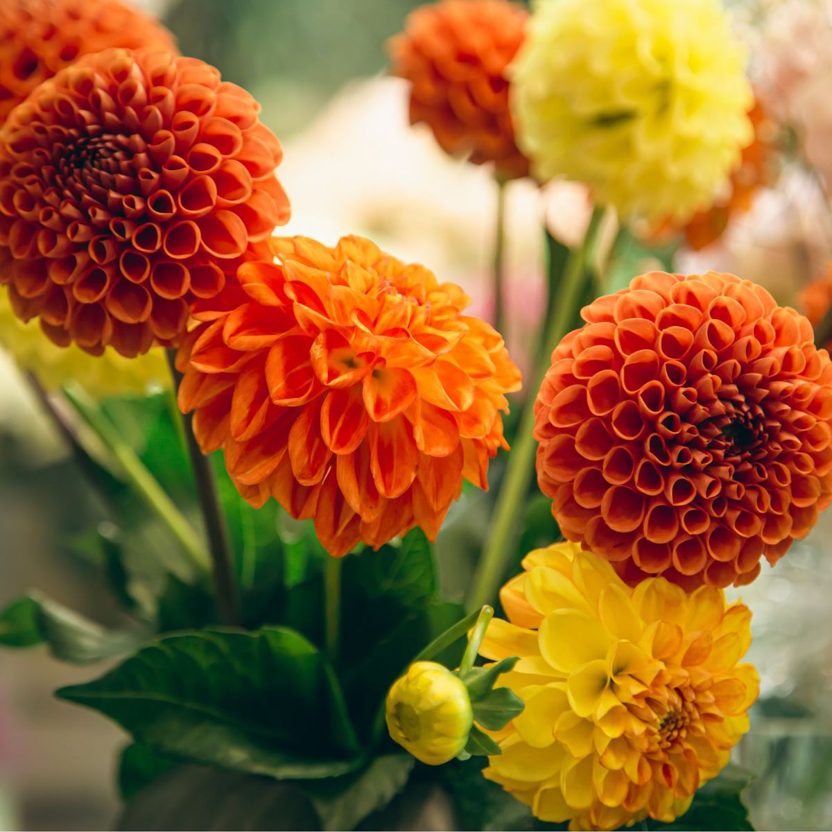 วิธีกำจัด dahlias ในเดือนตุลาคมนี้โดยใช้เคล็ดลับระดับมืออาชีพของ Monty Don