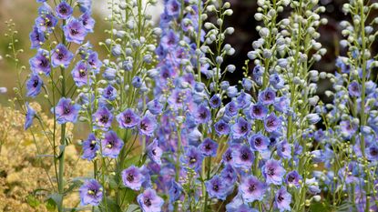 blue delphinium flowers planted en masse