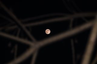 The Wolf Moon shines through bare branches in Tehatta, West Bengal; India on Jan. 25