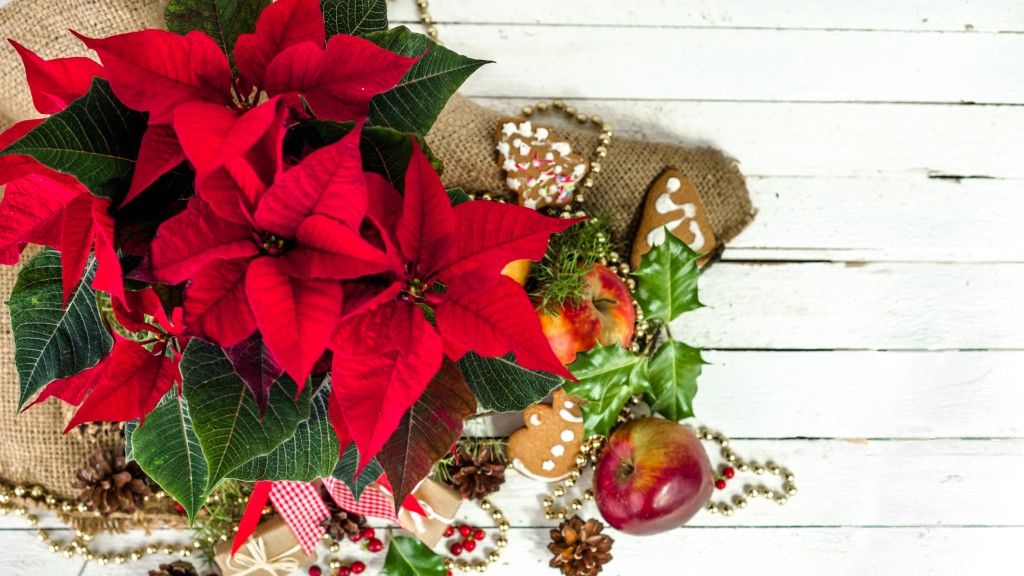 Poinsettia centerpiece