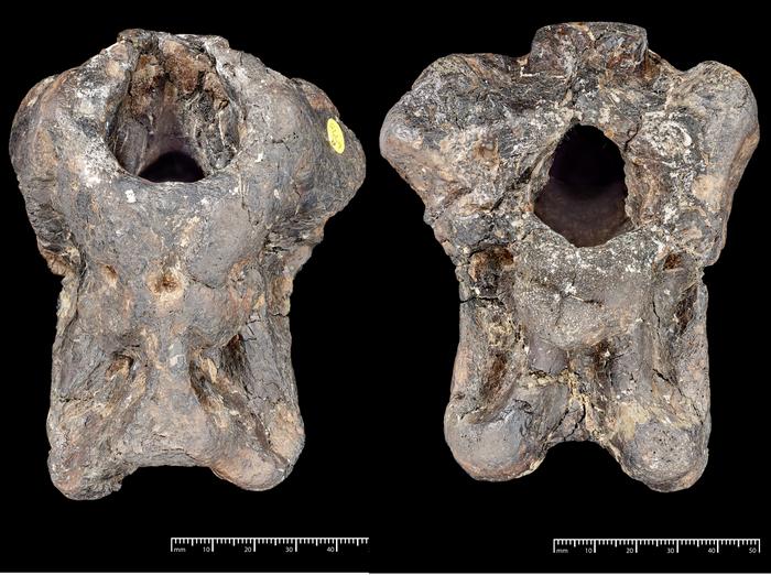 Two skull-shaped fossils next to each other on a dark background with a oval hole in the center