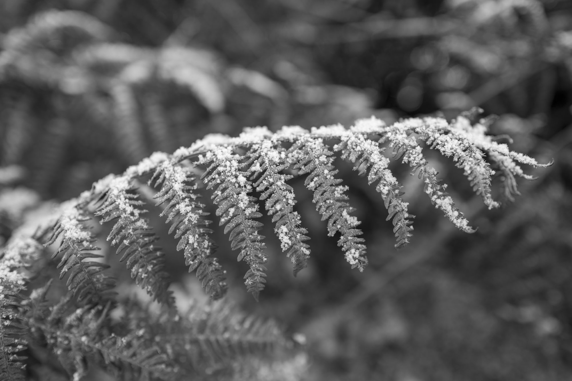 Leica Q3 Monochrom sample gallery: closeup of frost-covered ferns