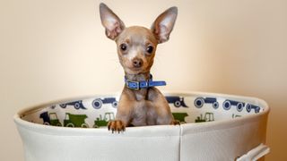 Low maintenance dog breeds: Chihuahua