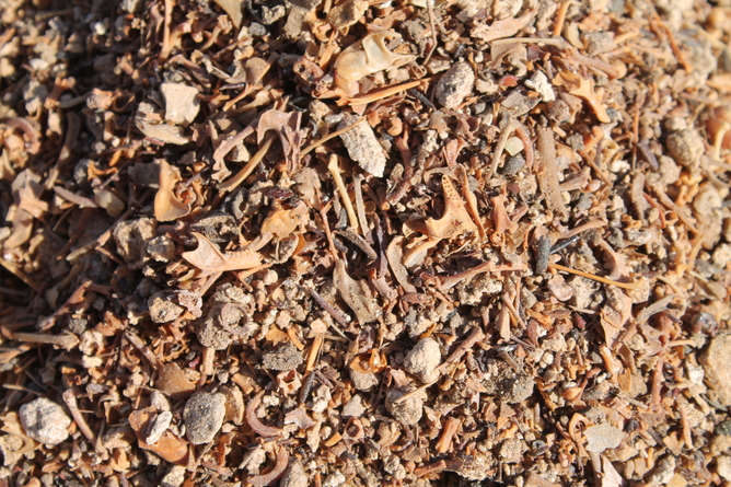The bones that remain once the dirt has been sieved away.