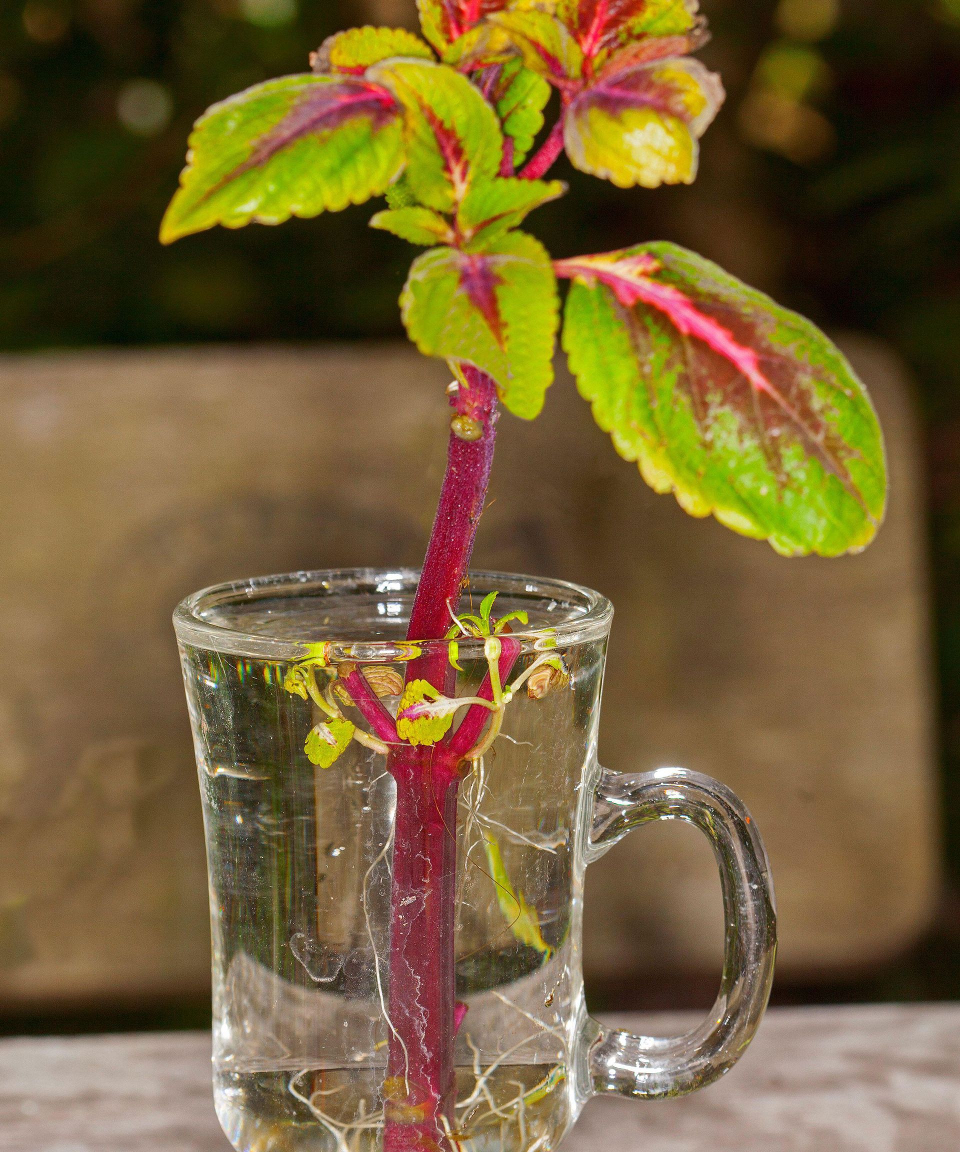 coleus cutting in glass of water