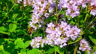 Bee on flowering majoram