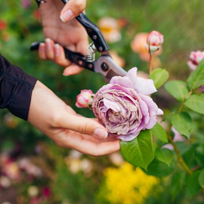 Woman's hand deadheading a flower