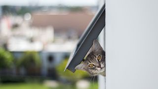 Interesting cat facts - cat hanging out of cat flap