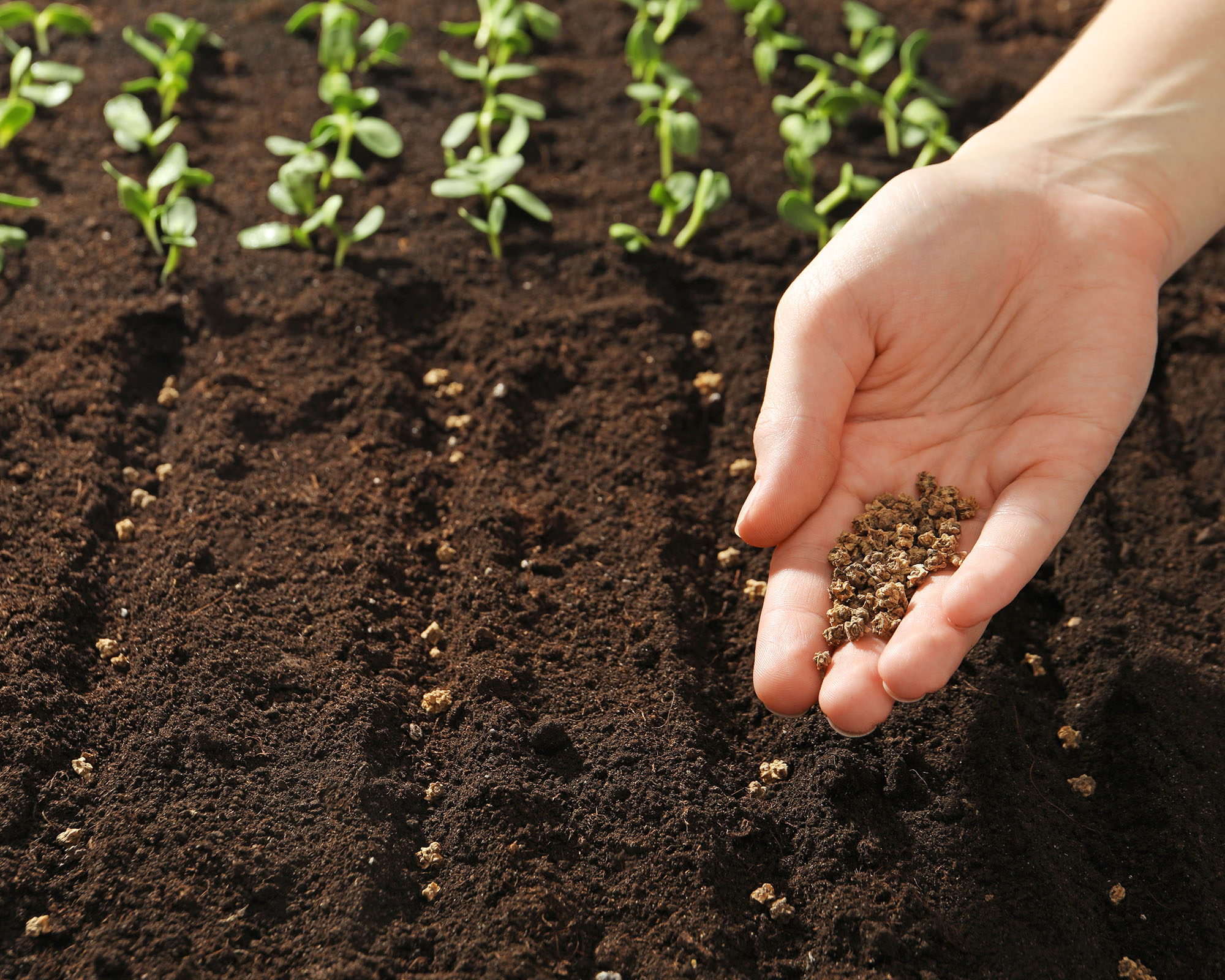 A gardener planting beet seeds into drills made in fertile soil