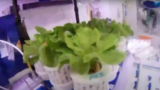closeup of lettuce growing inside a white-walled module of China's space station.