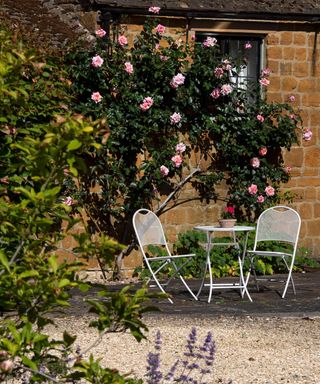Seating in English Garden with climbing roses
