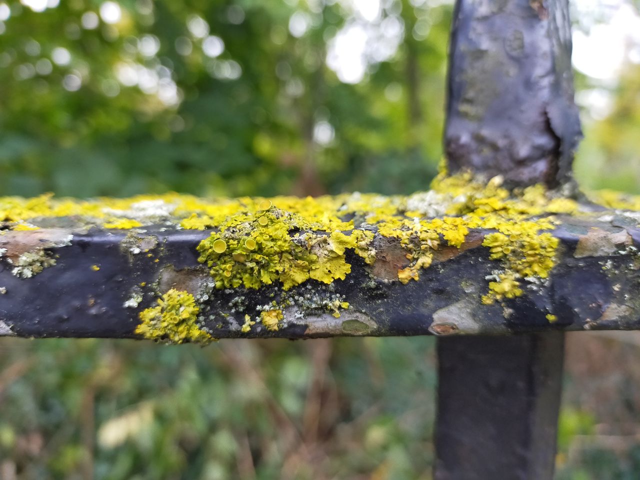 The strength of the macro mode isn&rsquo;t so much the level of detail you can get up close, which won&rsquo;t win you any nature photography awards, but the extent to which the background blur highlights what detail is there.