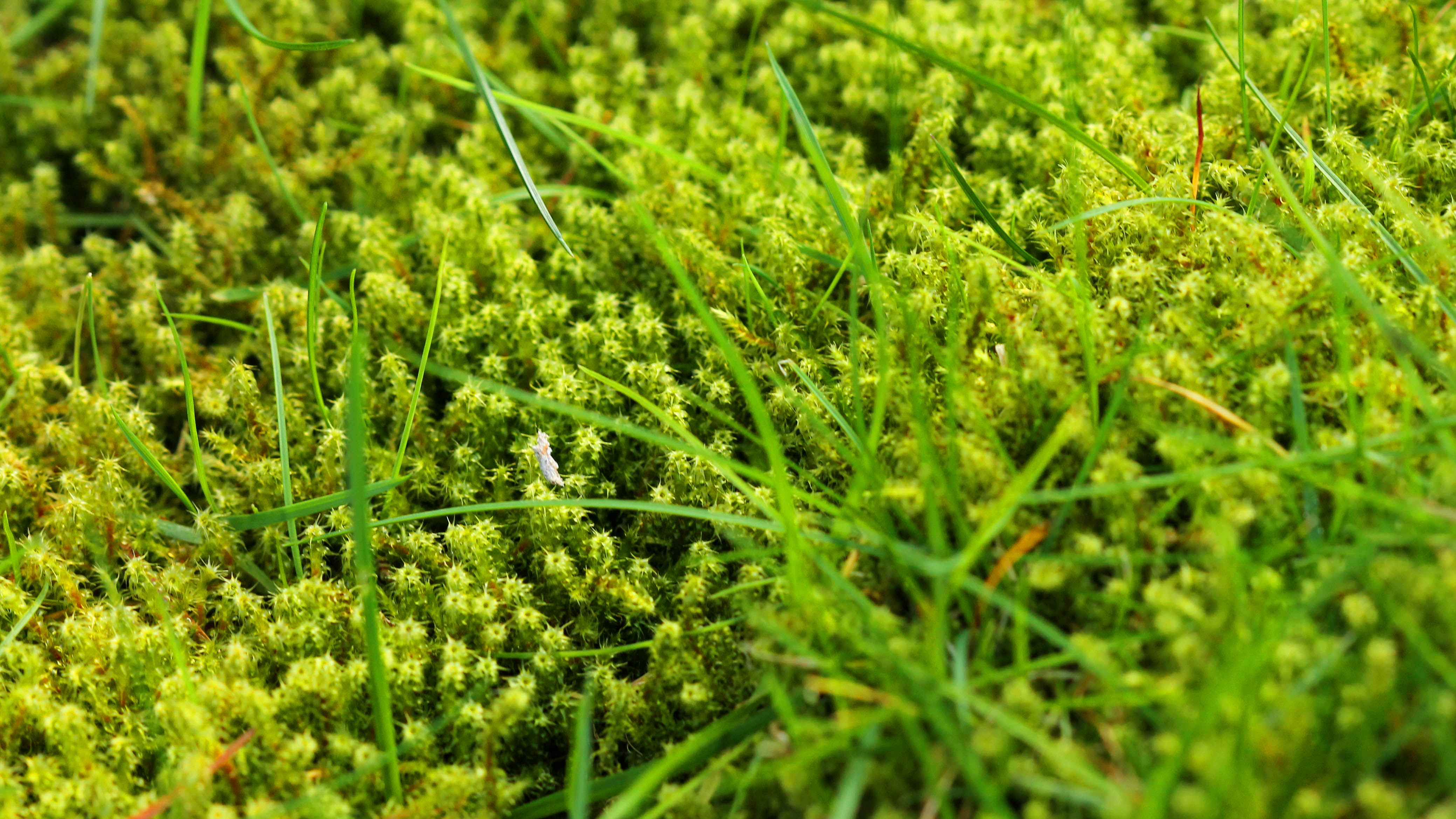 5 ways to get rid of moss in your lawn and keep it green | Tom's Guide