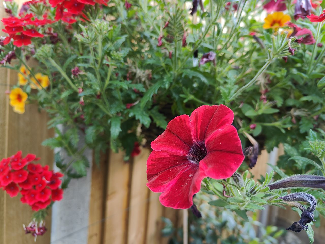 A photo captured on the OnePlus 10T