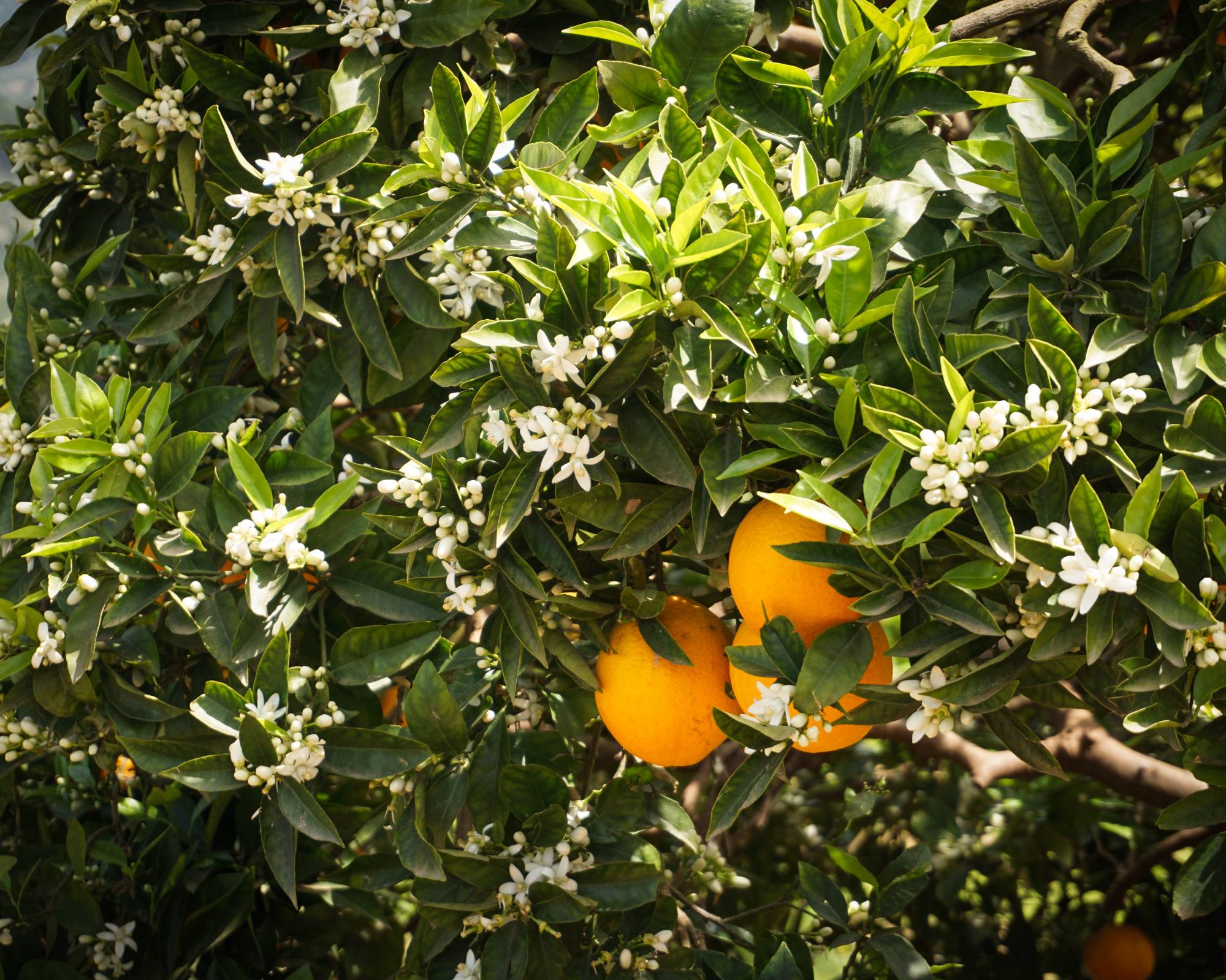 Oranges grow on a fruit tree