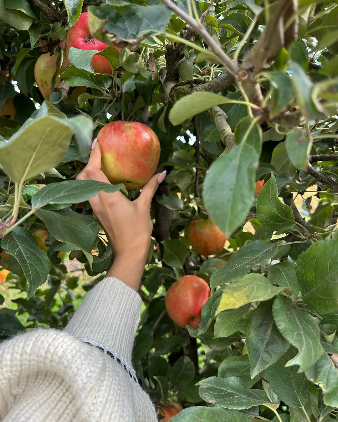 Mobina Peiman picks an apple with pink nails