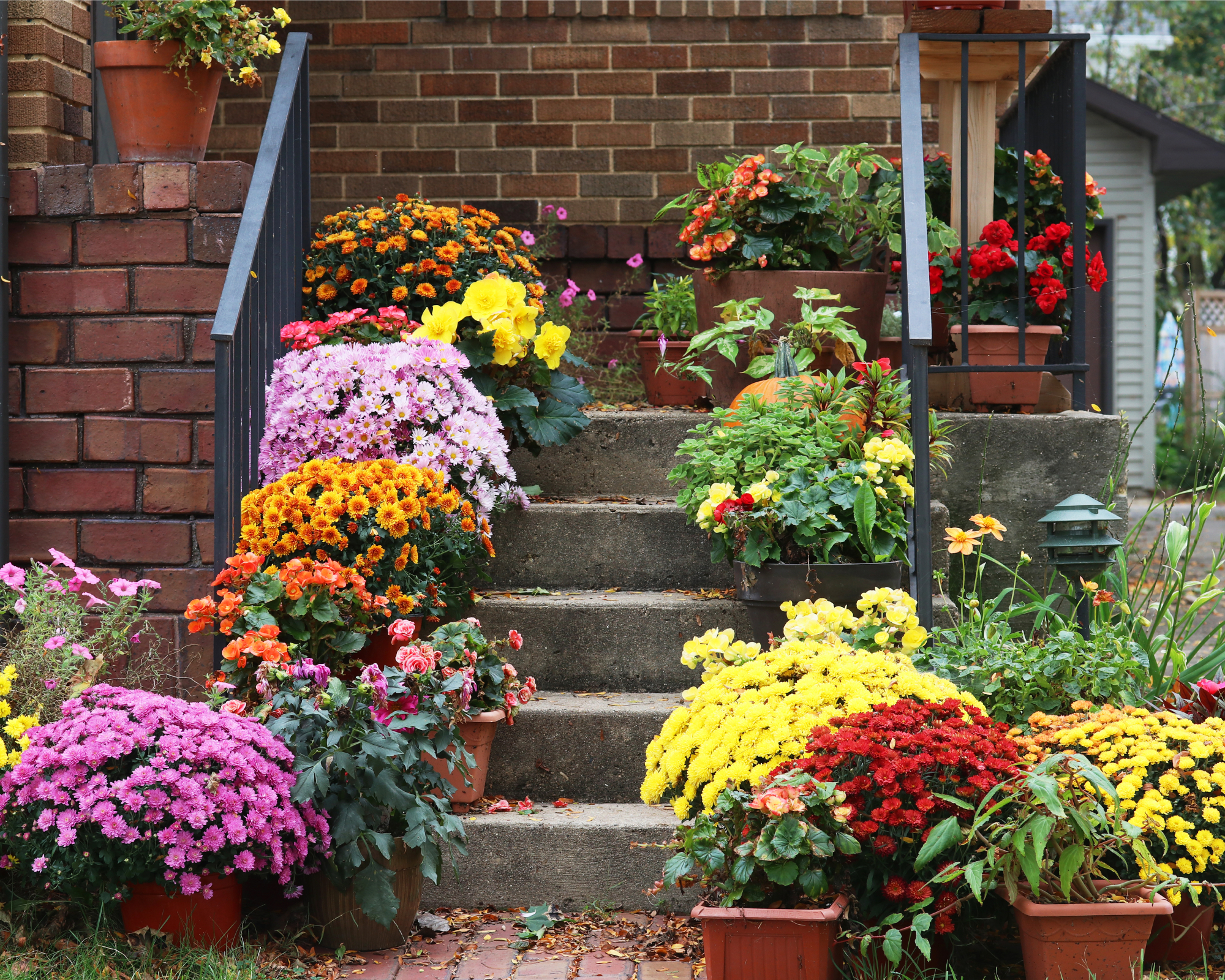 Potted mums on porch steps