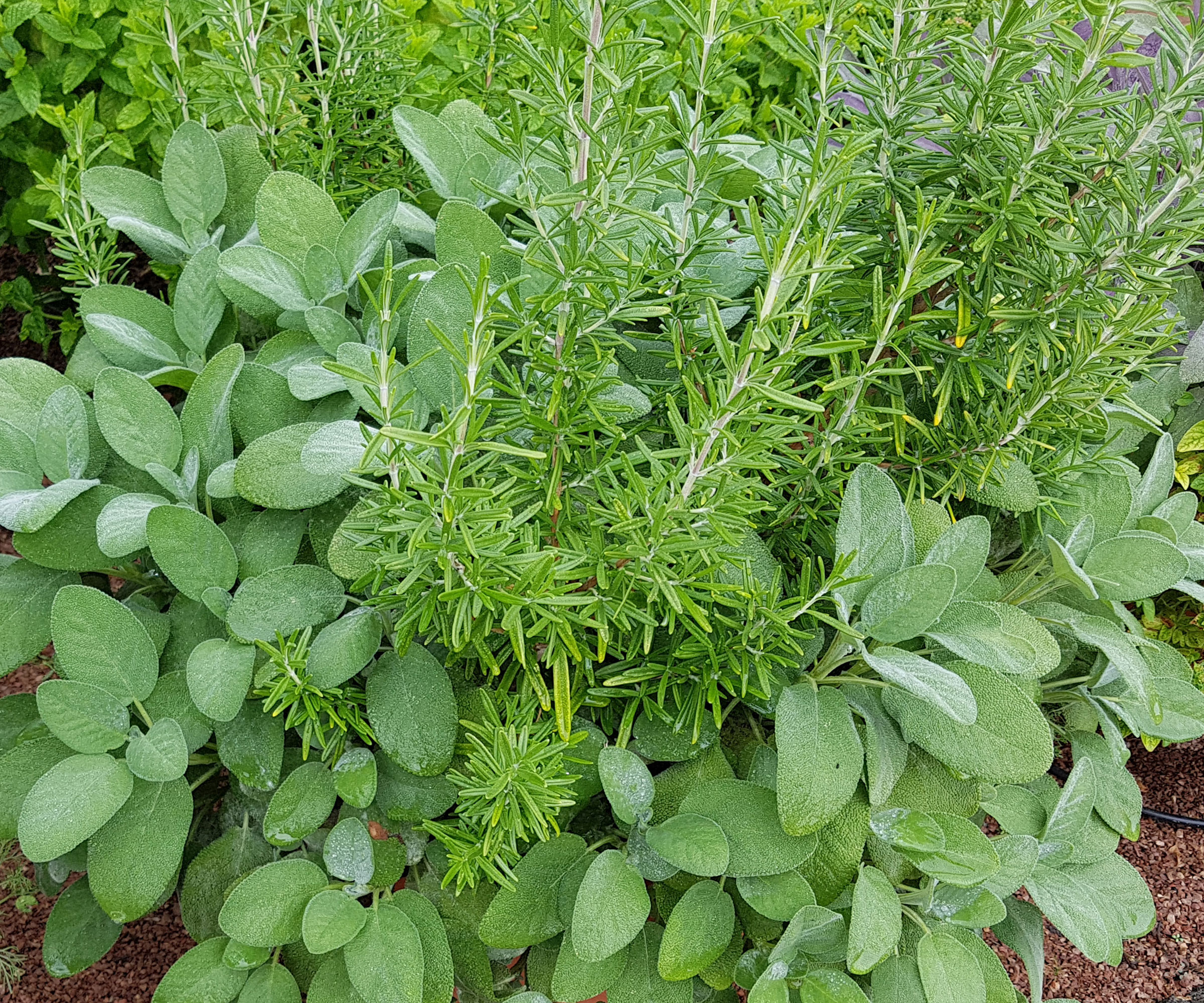 container of rosemary and sage with thyme in background